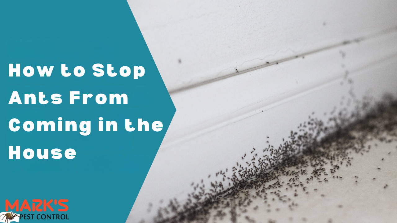 How to Stop Ants From Coming in the House | Marks Pest Control