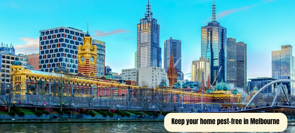 Keep your Home pest-free in Melbourne