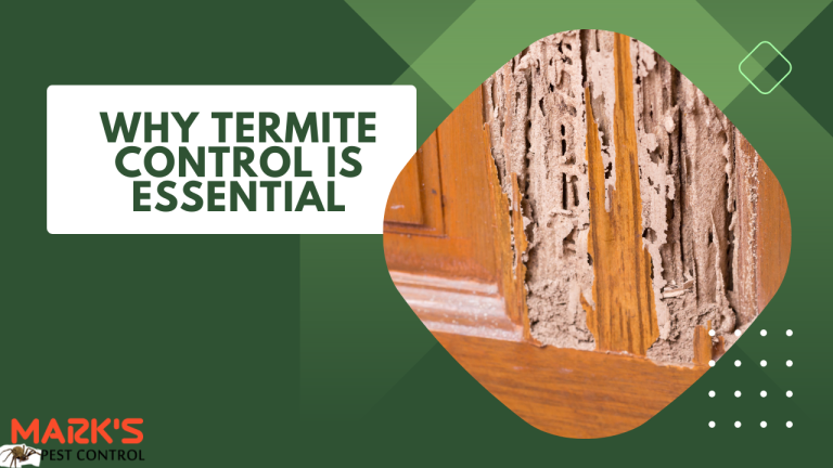 Why Termite Control is Essential to Protecting Your Home