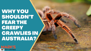 Why You Shouldn’t Fear the Creepy Crawlies in Australia?