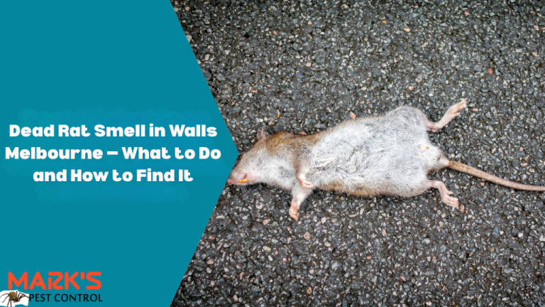 Dead Rat Smell in Walls Melbourne — What to Do and How to Find It