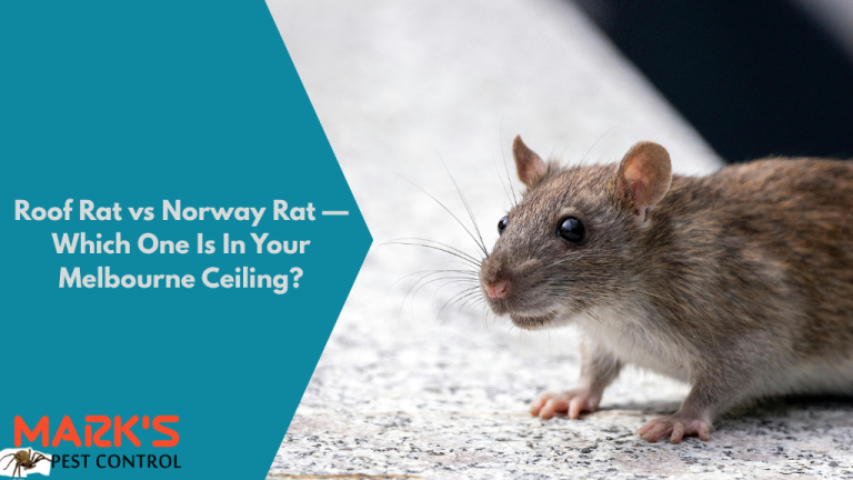 Roof rat vs Norway rat — which one is in your Melbourne ceiling