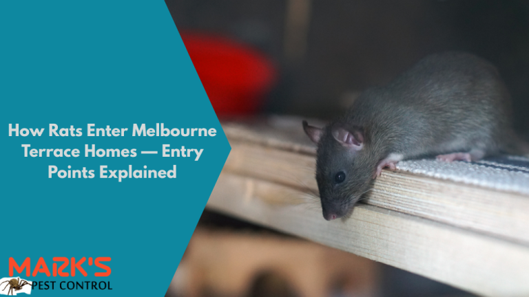How Rats Enter Melbourne Terrace Homes — Entry Points Explained