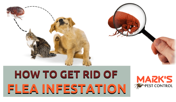 how-to-get-rid-of-flea