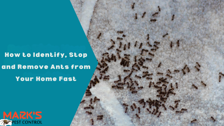 How to Identify, Stop and Remove Ants from Your Home Fast