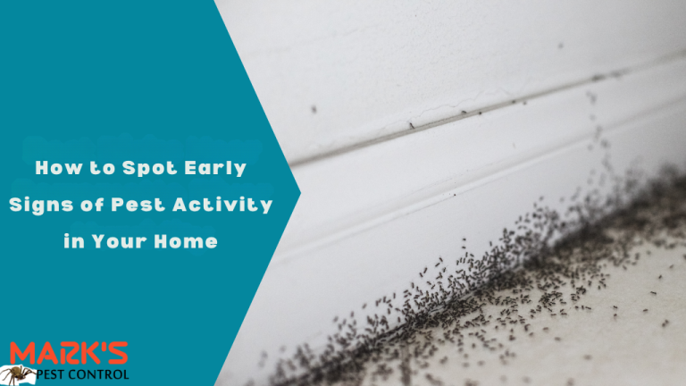 How to Spot Early Signs of Pest Activity in Your Home