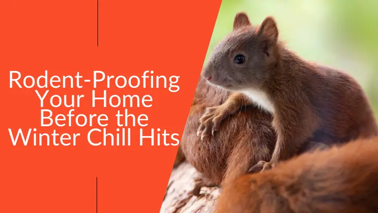 Rodent-Proofing Your Home Before Winter