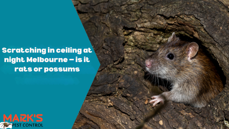 Scratching in ceiling at night Melbourne — is it rats or possums