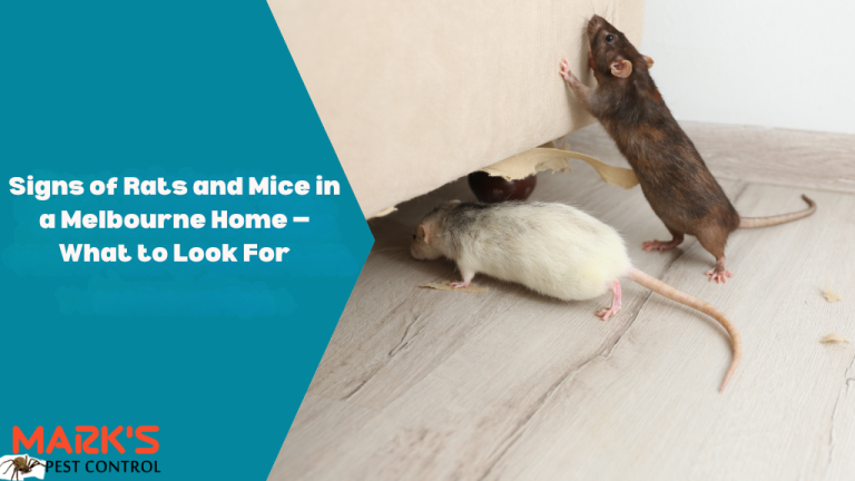 Signs of Rats and Mice in a Melbourne Home — What to Look For