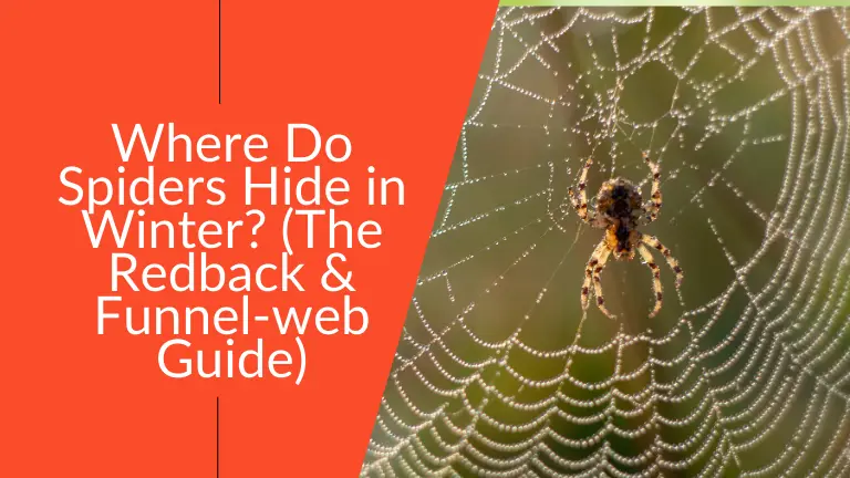 Spiders Hide in Winter