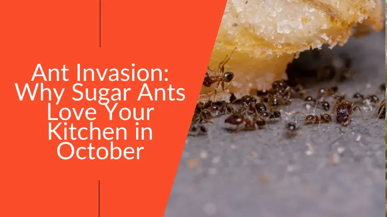 Sugar Ants Love Your Kitchen