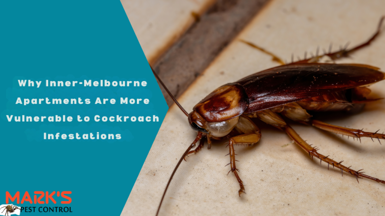Why Inner-Melbourne Apartments Are More Vulnerable to Cockroach Infestations